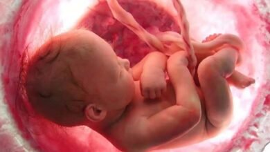 تطور الدورة الدموية للجنين أثناء الحمل